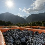 Vendanges à Leytron sur le "Domaine du Grand Brûlé" de l'Etat du Valais